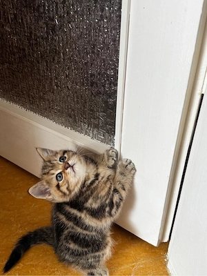 baby süß junge elf wochen 