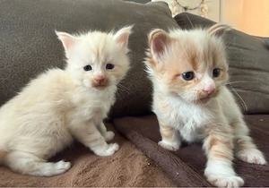 XXL Maine Coon Kitten Katerchen , Kater