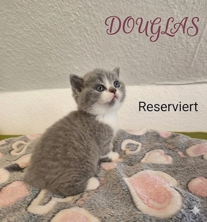 BSH - Britisch Kurzhaar 