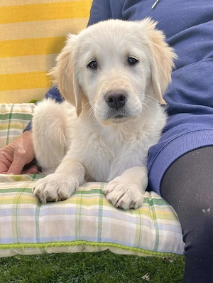 Ein kleiner Goldis suchen noch ein liebevolles Zu Hause