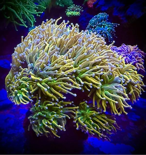 Euphyllia Holy Grail.....LPS Korallen 