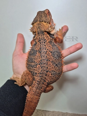 Bartagame (Pogona vitticeps) Weibchen 