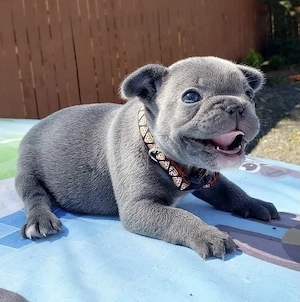 Französische Bulldoggen Welpen suchen ein schönes Zuhause 