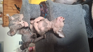 Canadian Sphynx Kitten suchen ein liebevolles neues zu Hause. 