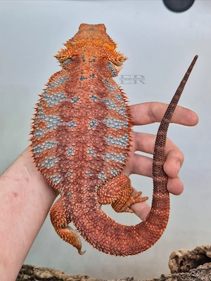 Bartagame (Pogona vitticeps) Weibchen 