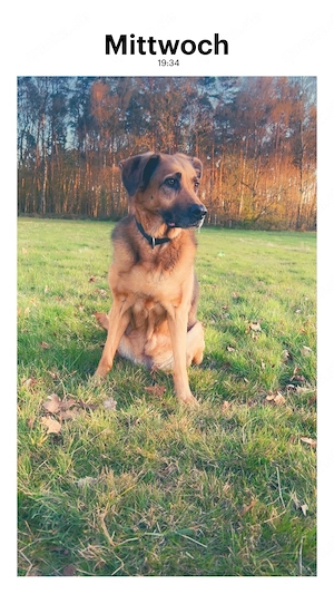 schäferhund  Bild 3