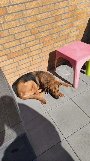 schäferhund  Bild 5