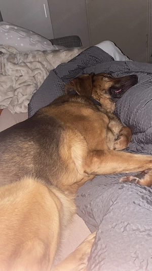 schäferhund  Bild 4