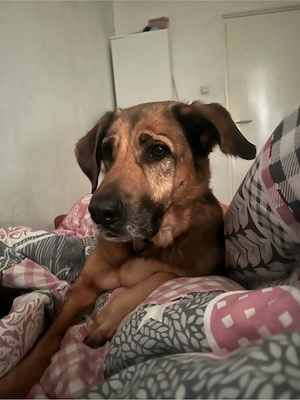 schäferhund  Bild 2