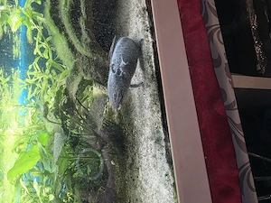 Axolotl mit Aquarium 