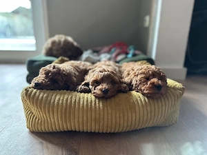 Ein Cockapoo-Weibchen übrig, Mitte April abgabebereit