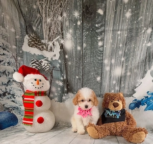 Surron Bikes und elektrische Dirtbikes zum Verkauf in den USA Großbritannien>