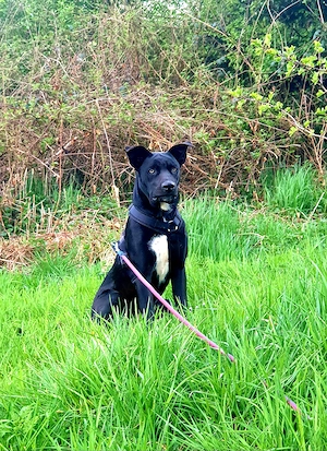 Cane Corso Mix Welpen 3 Mädchen *07.01.26 werden groß 