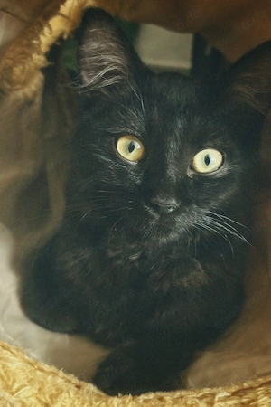 Kater Meeko (BKH Sphynx)