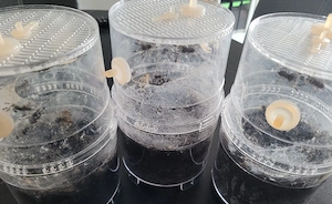 Psalmopoeus reducus 2.FH