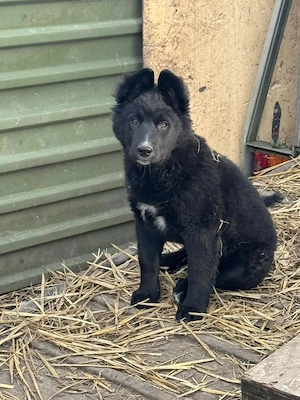 Border-Collie Mischling sucht ein liebevolles  Zuhause Bild 7