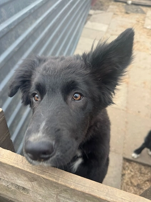 Border-Collie Mischling sucht ein liebevolles  Zuhause Bild 3