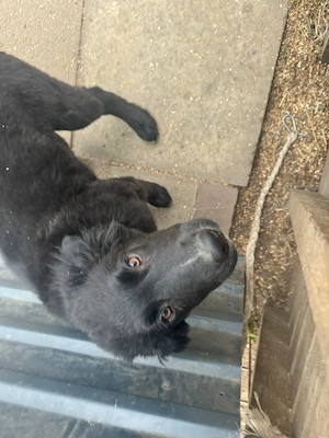 Border-Collie Mischling sucht ein liebevolles  Zuhause Bild 2