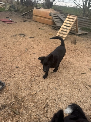 Border-Collie Mischling sucht ein liebevolles  Zuhause Bild 4