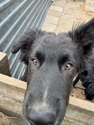 Border-Collie Mischling sucht ein liebevolles  Zuhause Bild 6