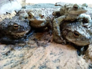 Erdkröten und Kaulquappen