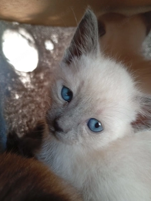 Siamkitten  Reinrassige 