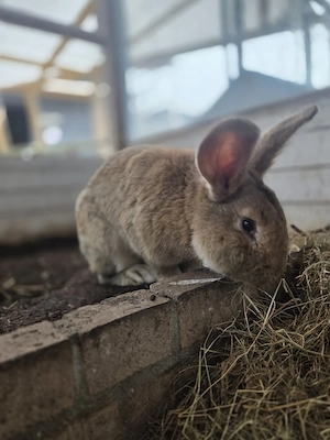 Dringend Hasen Böcke abzugeben 
