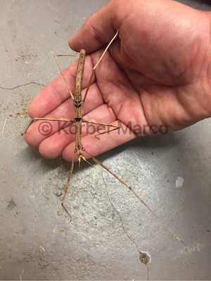 Zompros Stabschrecken Parapachymorpha zomproi