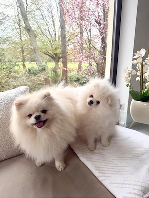 Pomeranian Zwergspitz reinrassig Junge Boo Teddy