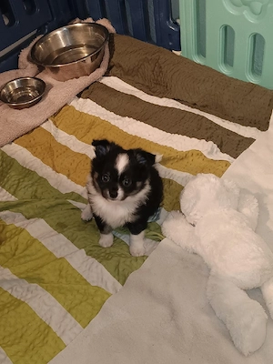 Verkaufe süsse Pomchis Bild 3