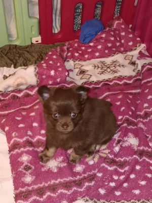 Verkaufe süsse Pomchis Bild 2