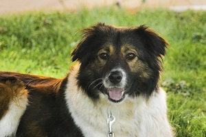 Maya, geb. ca. 2023, auf Pflegestelle in 27374  Visselhövede, sucht ein Zuhause