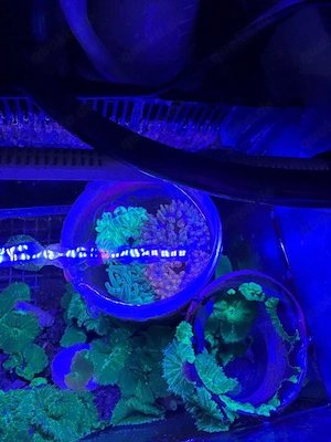 Meerwasser Anemone Aquarium