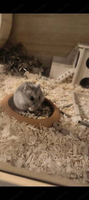 Dsungarischer Zwerghamster