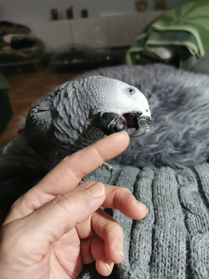 Wunderschöne junge Graupapageien (männlich)   Handaufzucht, getestet, mit Papieren Bild 17