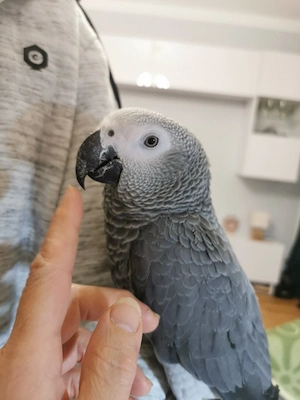 Wunderschöne junge Graupapageien (männlich)   Handaufzucht, getestet, mit Papieren Bild 15