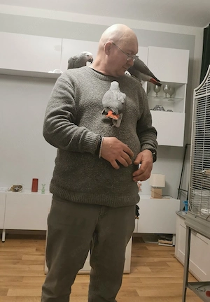 Wunderschöne junge Graupapageien (männlich)   Handaufzucht, getestet, mit Papieren Bild 18