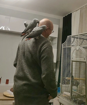 Wunderschöne junge Graupapageien (männlich)   Handaufzucht, getestet, mit Papieren Bild 16