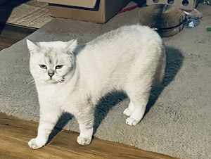 BKH Kater in gute Handy zu geben