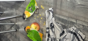 1,1 Grünzügelpapagei ggf. mit Voliere