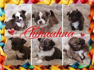 Chihuahua Welpen reinrassig 