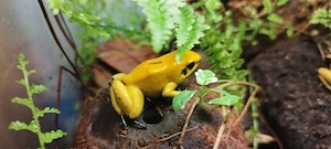 Phyllobates terribilis Pfeilgiftfrösche 