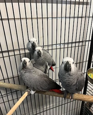 Graupapageien-Pärchen, Hahn und Henne