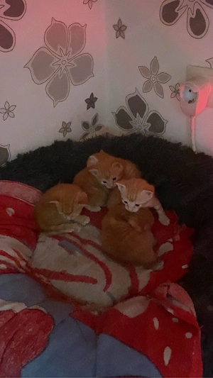 Katzen am 04.05 abzugeben Bild 6