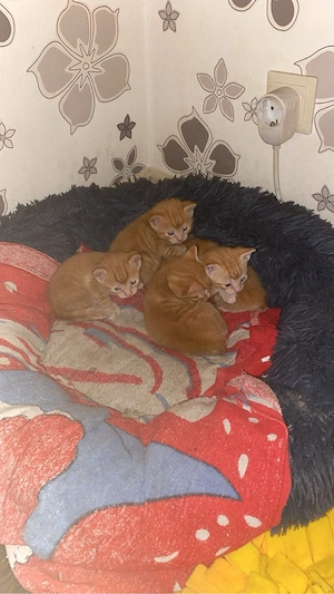 Katzen am 04.05 abzugeben Bild 5