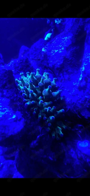 Meerwasser Aquarium Anemone Koralle