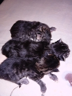 Maine Coon Kitten werden mal GROSS