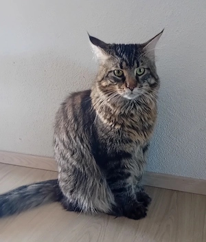 Maine Coon Kitten Grosse Jungs