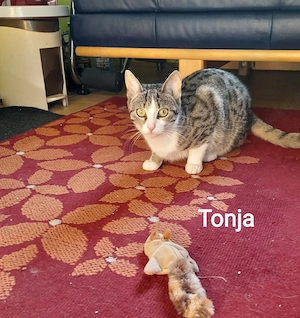 2 Kätzchen kastriert zu vermitteln