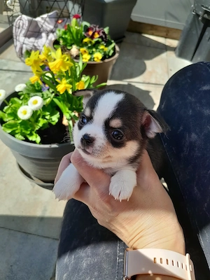 Wunderschöne Chihuahua Welpen in KH